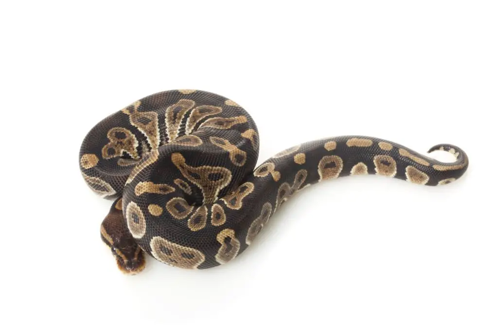 Cheap ball python morphs