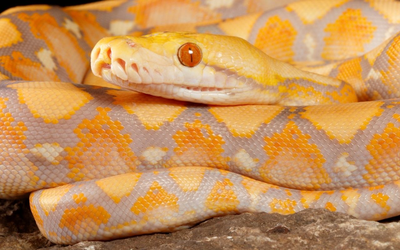 What are the best large snakes for pets? – BALL PYTHON BREEDER UK