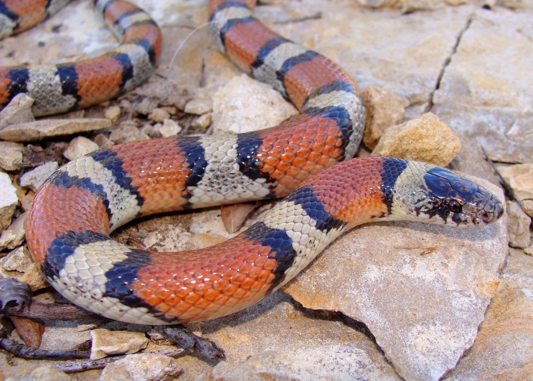 What is the smallest Milk Snake?