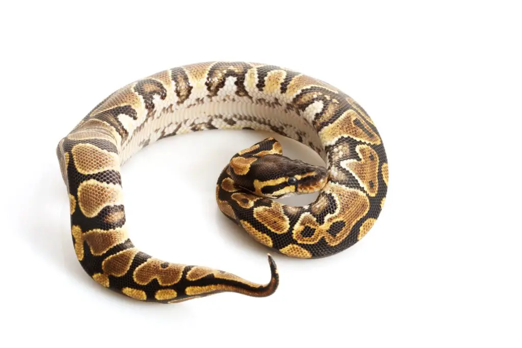 ball python morphs guide