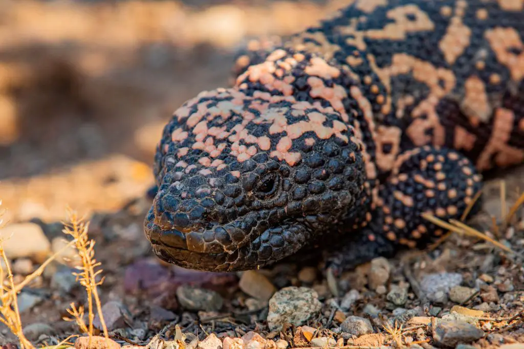 What happens if a gila monster bites you?