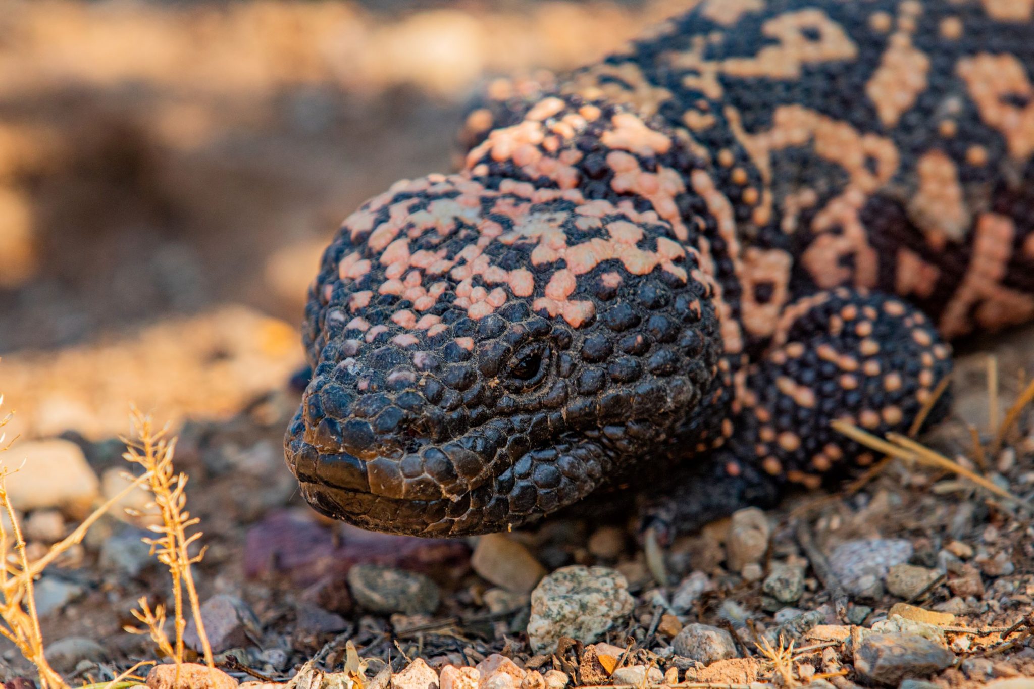 what-happens-if-a-gila-monster-bites-you-ball-python-breeder-uk