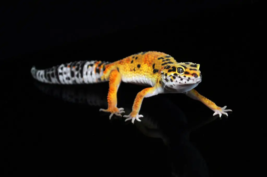 What do young Leopard Geckos eat?