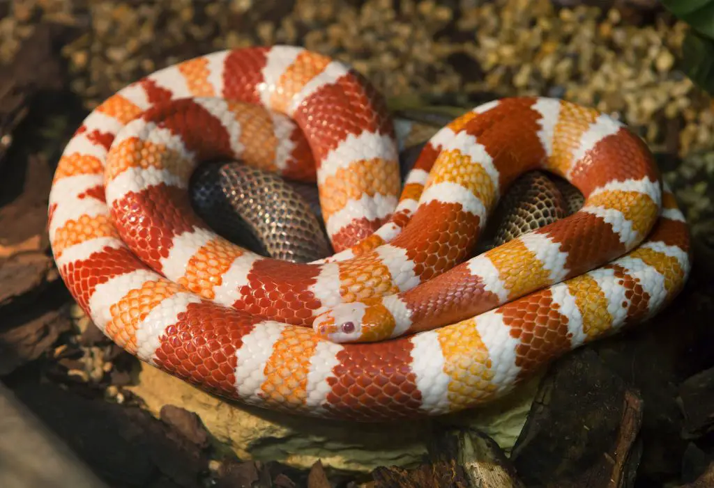 honduran milk snake morphs
