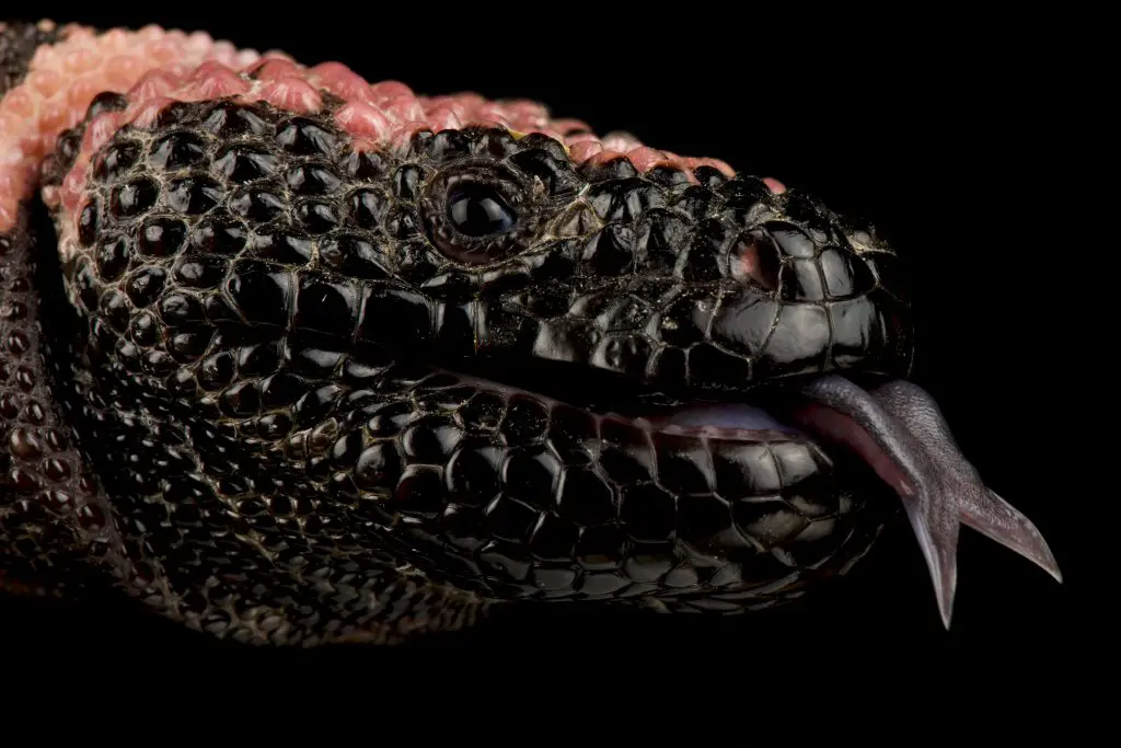 What happens if a gila monster bites you?