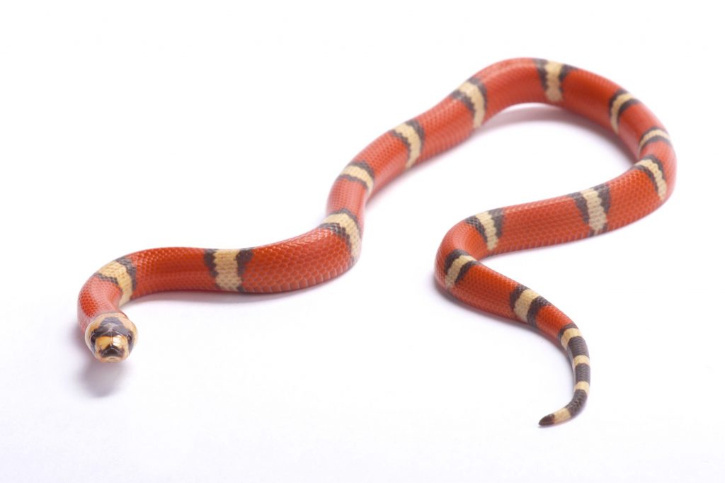 Honduran milk snake varieties