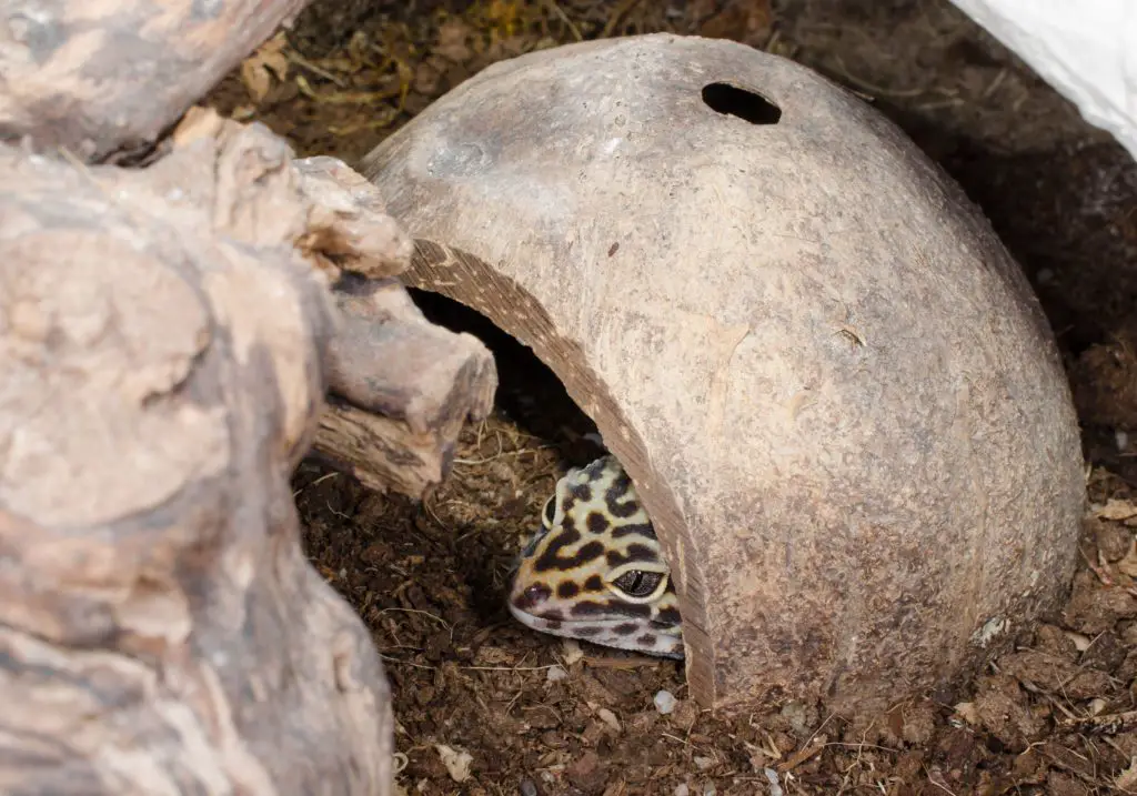 How big should a leopard gecko tank be?