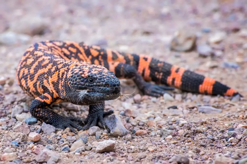 What happens if a Gila Monster bites you?