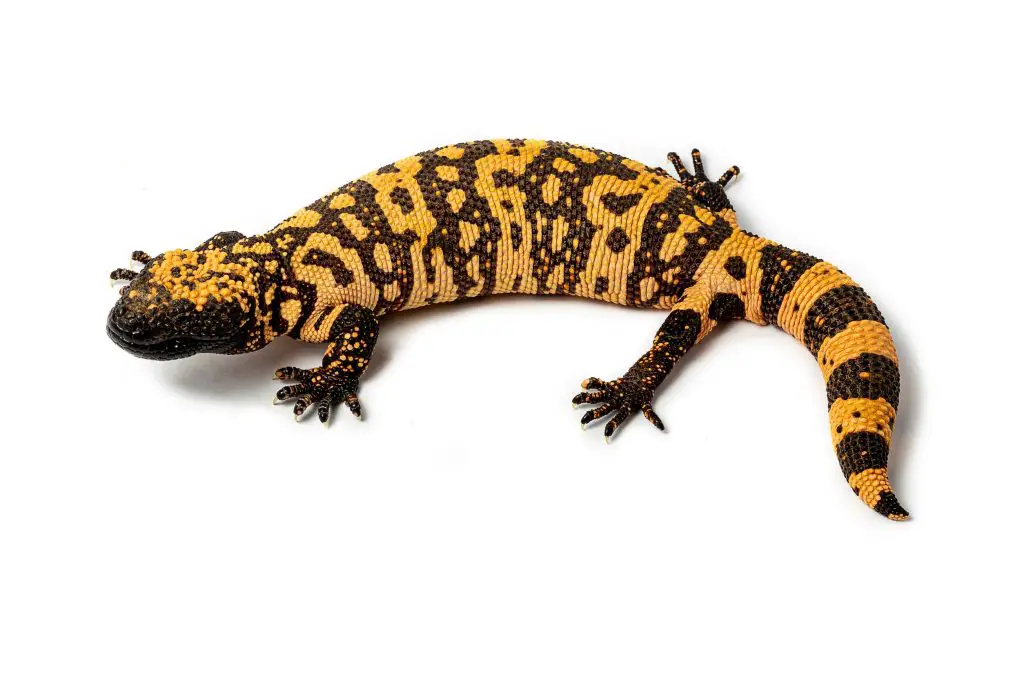 Gila monster care