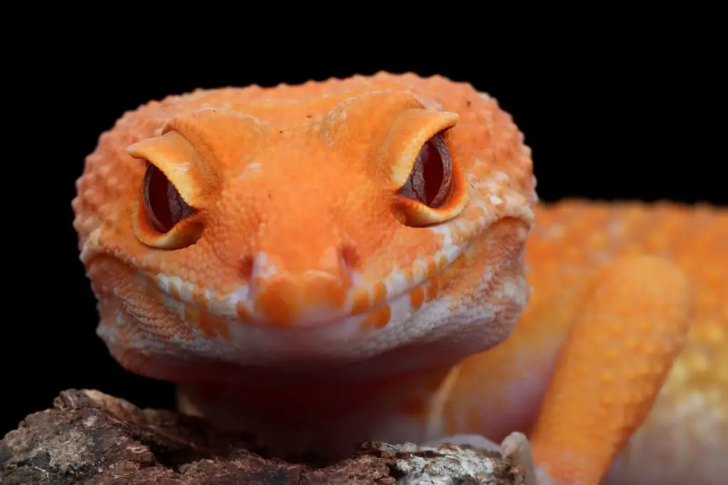 How old do Leopard Geckos get?