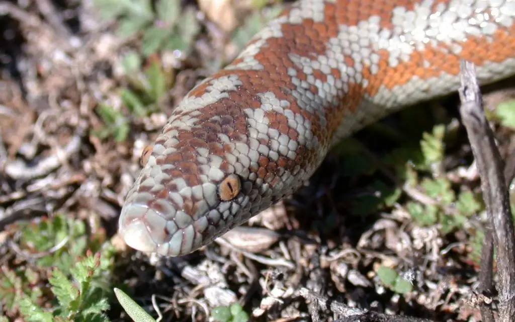 Rosy Boa Diet. What should they eat?