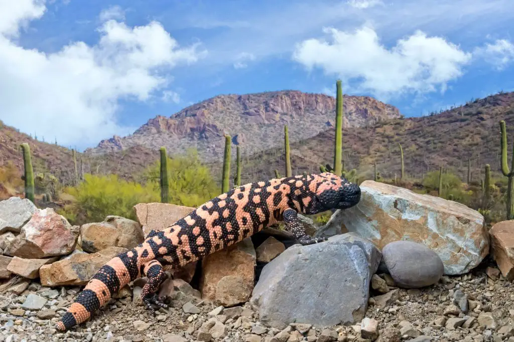 Gila Monster Care