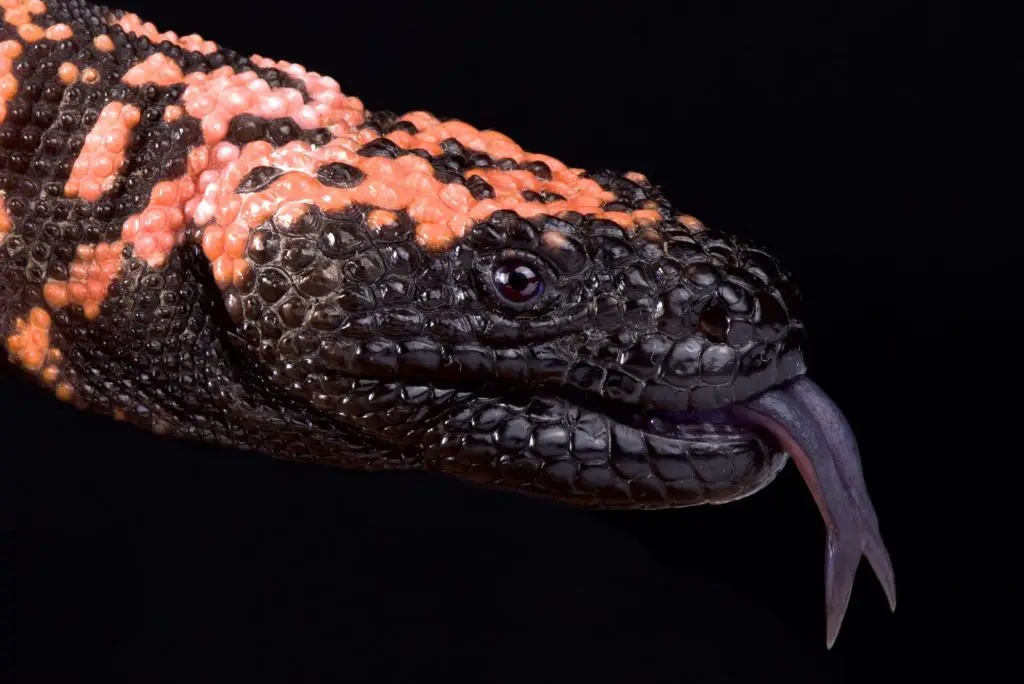 https://ballpythonbreeder.co.uk/wp-content/uploads/2022/05/Gila-Monster-in-perfect-health-1024x684.jpg