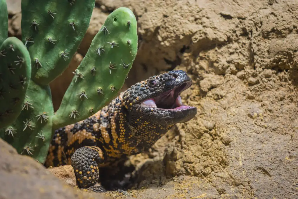 Gila Monster Care Sheet