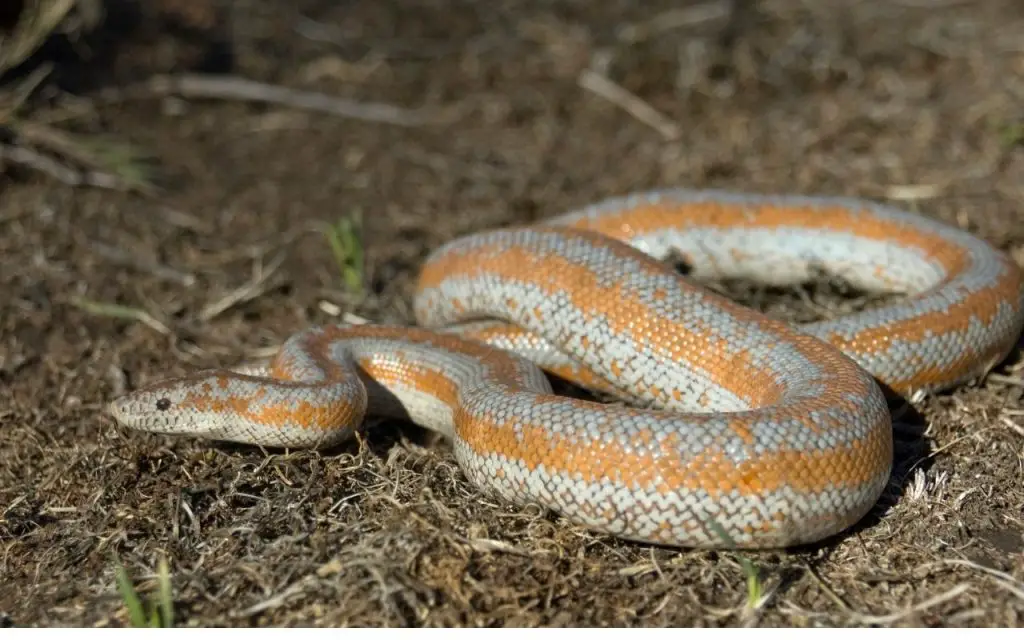 Rosy Boa Enclosure Guidelines