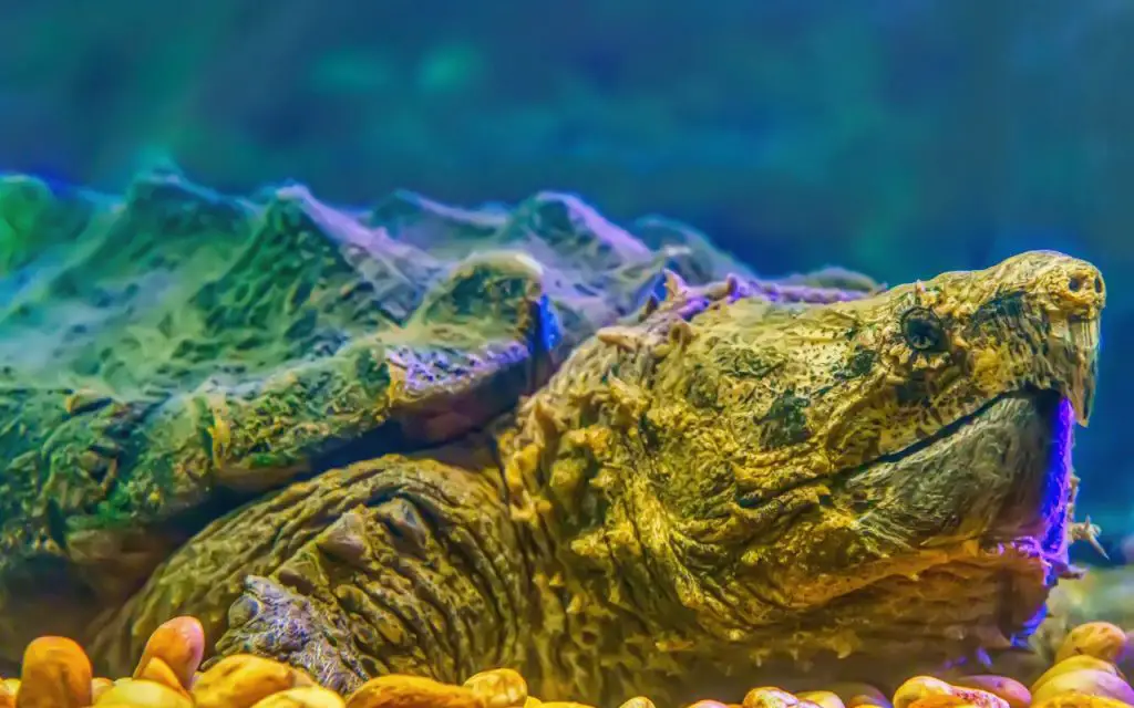 Alligator Snapping Turtle (Macrochelys temminckii)