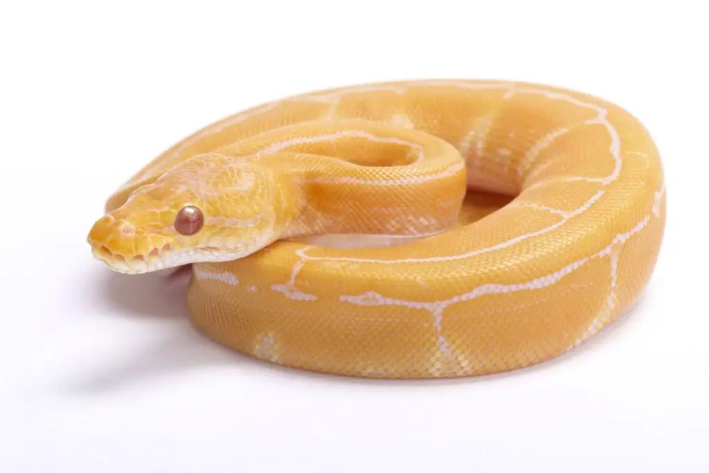Albino Ball Python morph