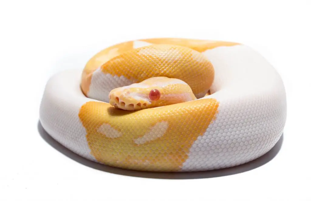 Albino piebald Ball Python