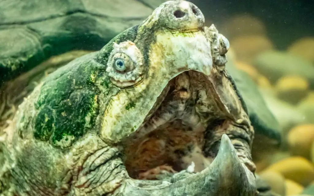 Alligator Snapping Turtle (Macrochelys temminckii)