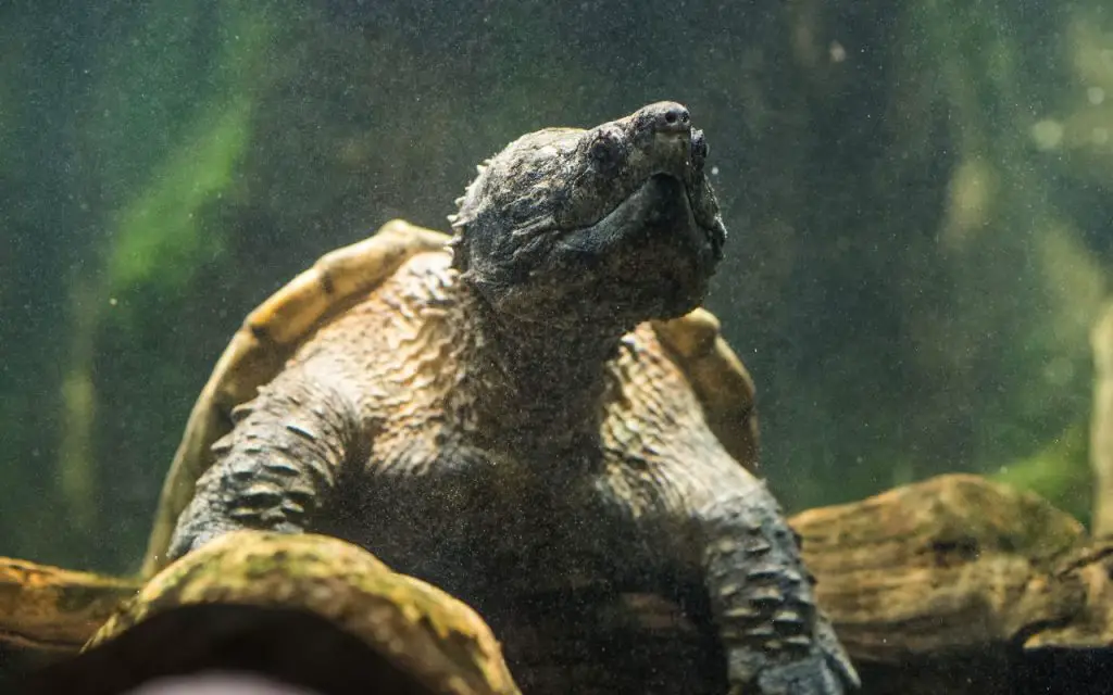 Alligator Snapping Turtle (Macrochelys temminckii)