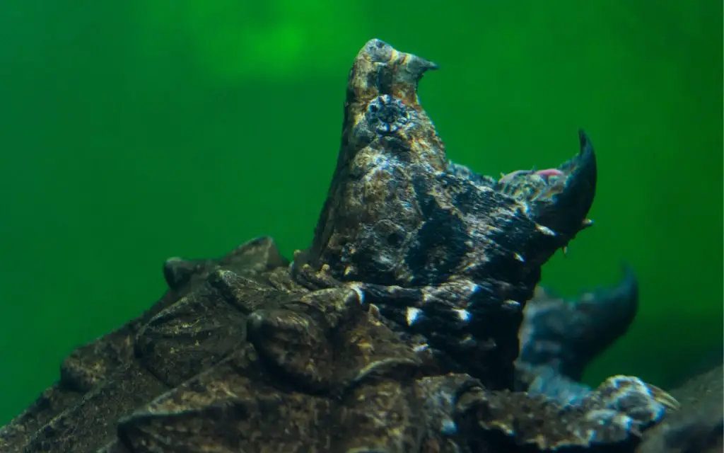 Alligator Snapping Turtle (Macrochelys temminckii)