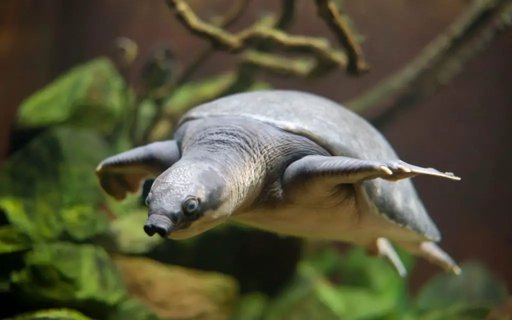 Fly River Turtle (Carettochelys insculpta)