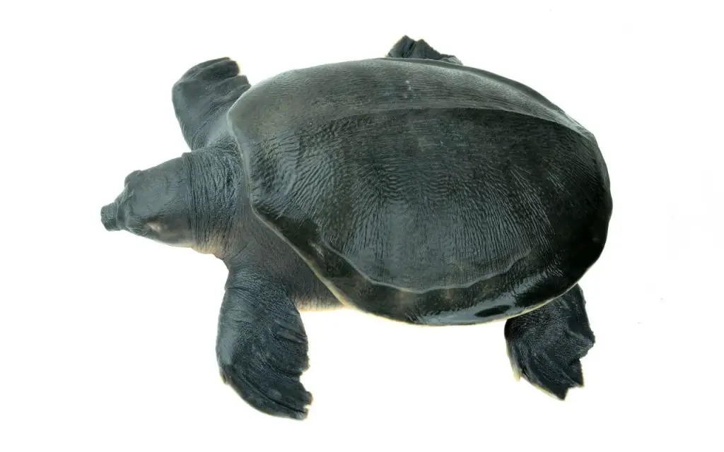 Fly River Turtle (Carettochelys insculpta)