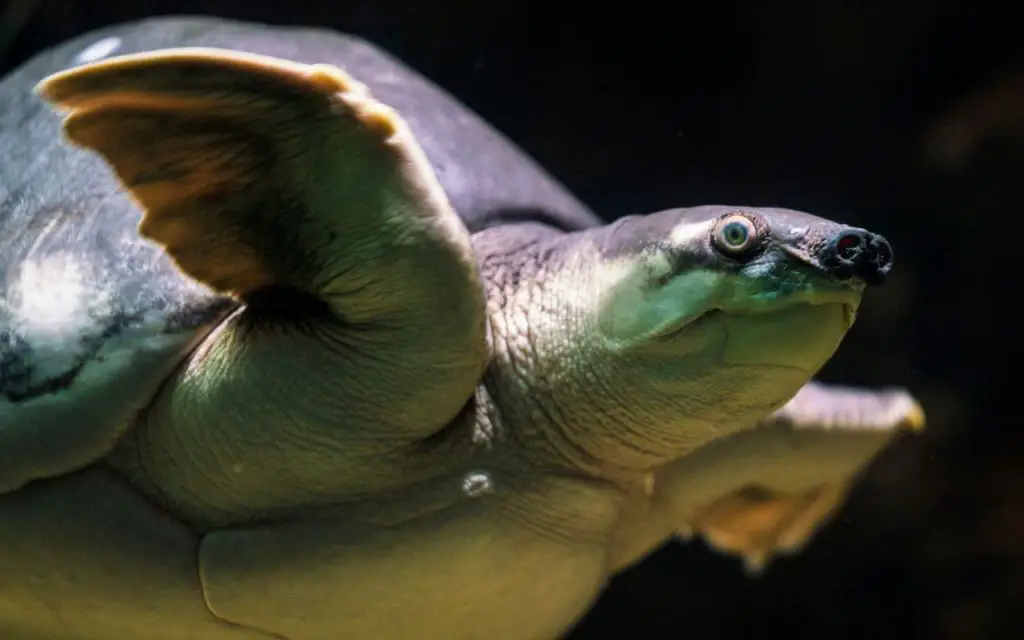 Fly River Turtle (Carettochelys insculpta)