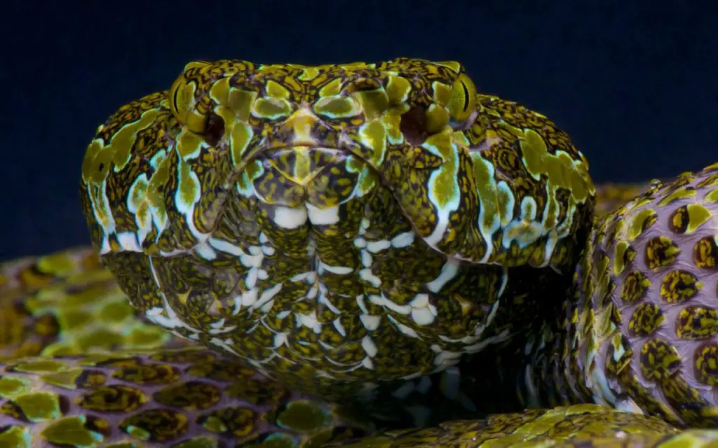 Mangshan pitviper species profile