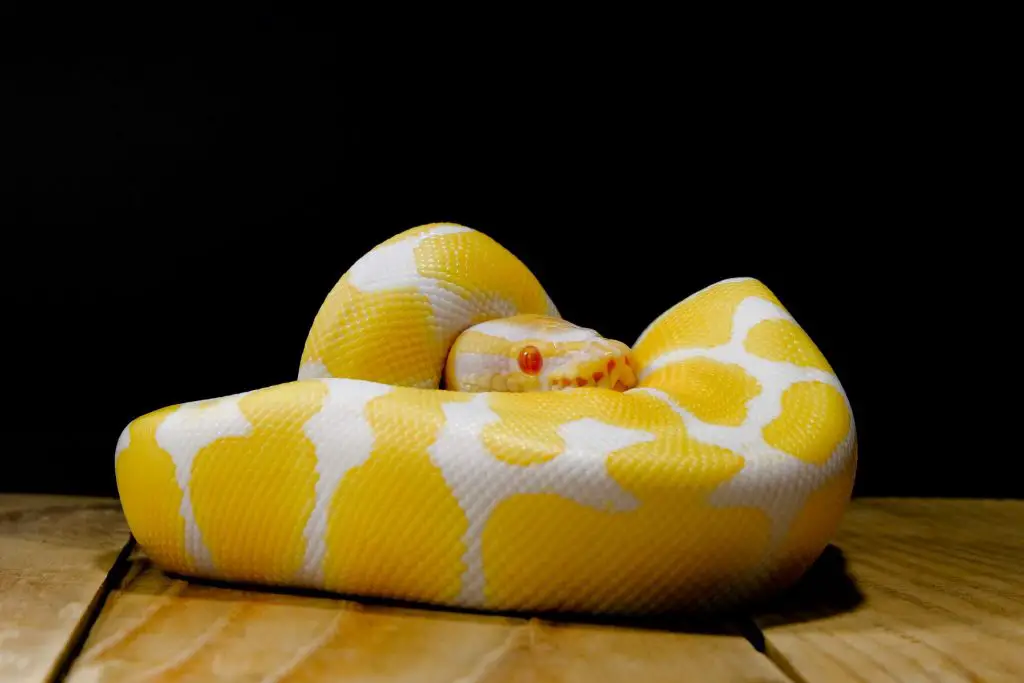 High contrast albino ball python