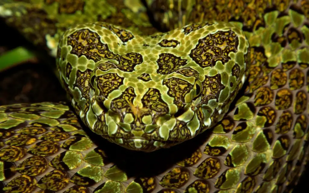 Mangshan pitviper species profile