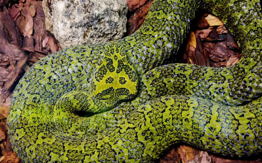 Mangshan pitviper species profile