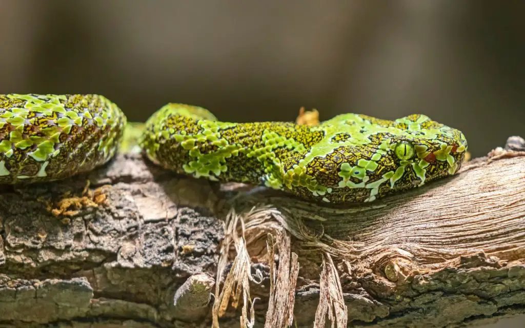 Mangshan pitviper species profile