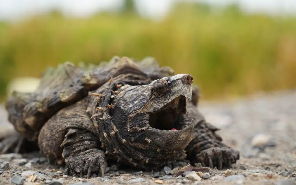 will a snapping turtle eat a puppy