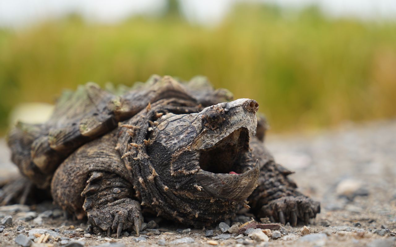 alligator snapping turtle diet