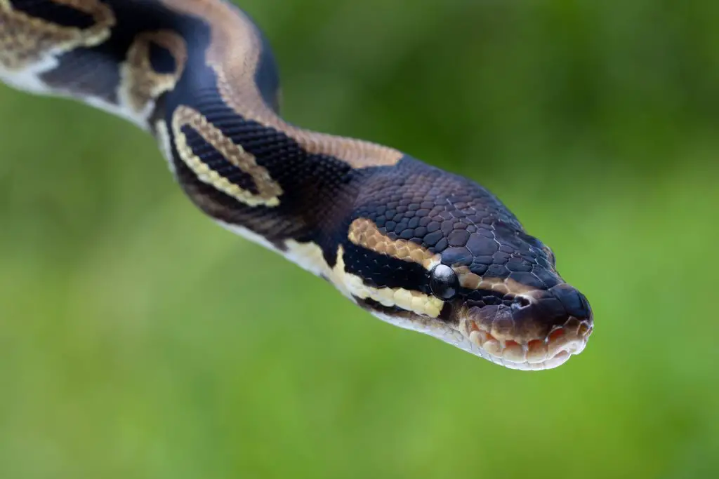 Are female or male Ball Pythons more aggressive?