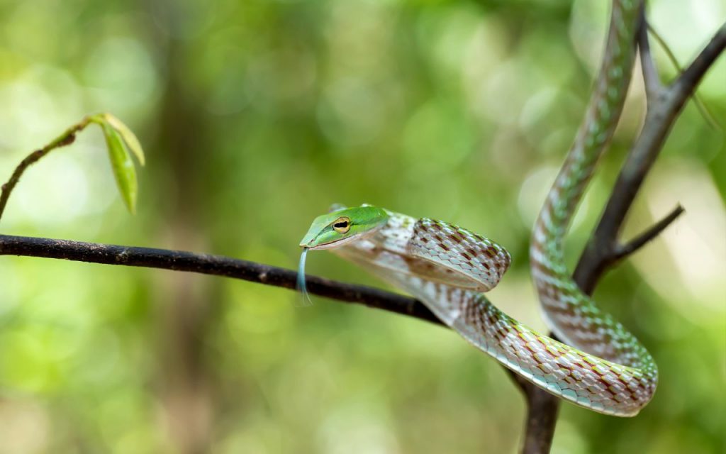 are ball pythons arboreal?
