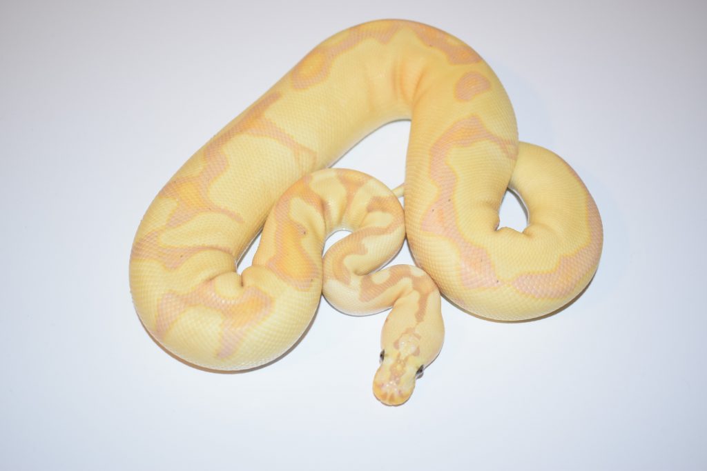 yellow ball python morphs