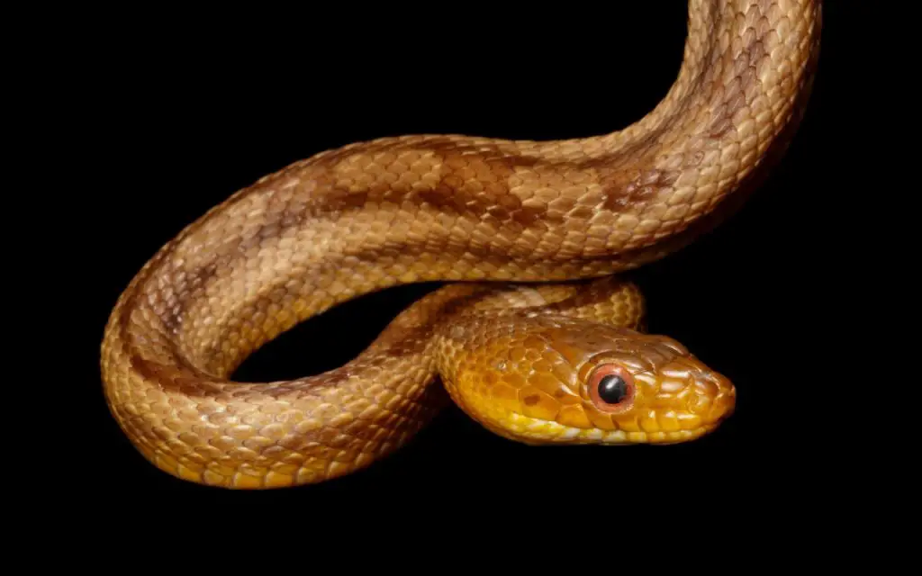 Eastern Rat Snake (Pantherophis alleghaniensis)