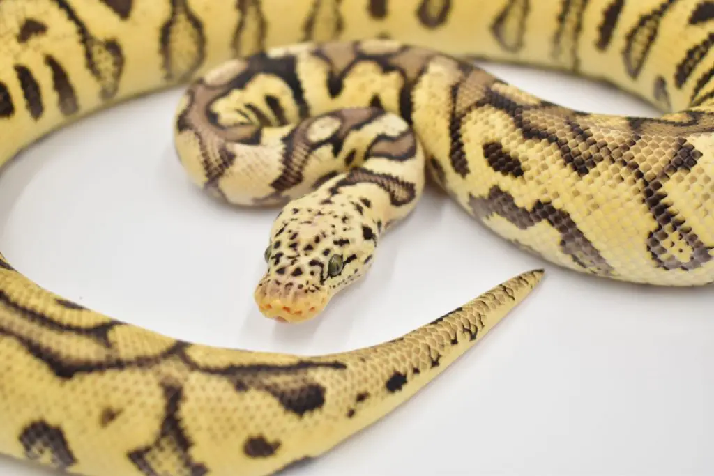 Pastel Spotnose Ball Python