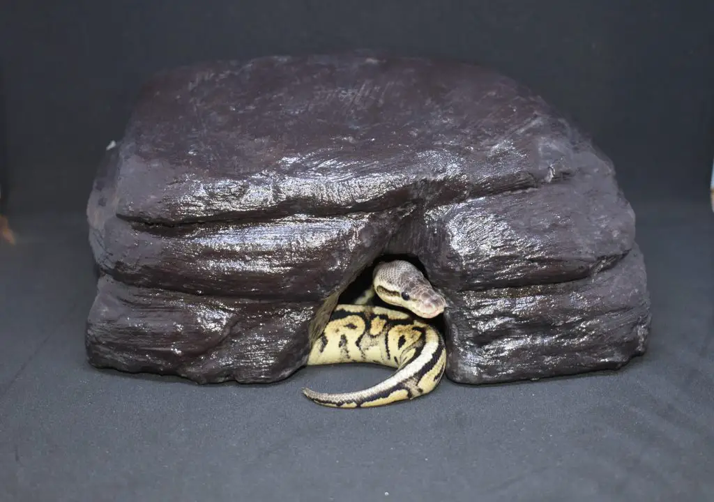 Ball Python Substrate and hiding places