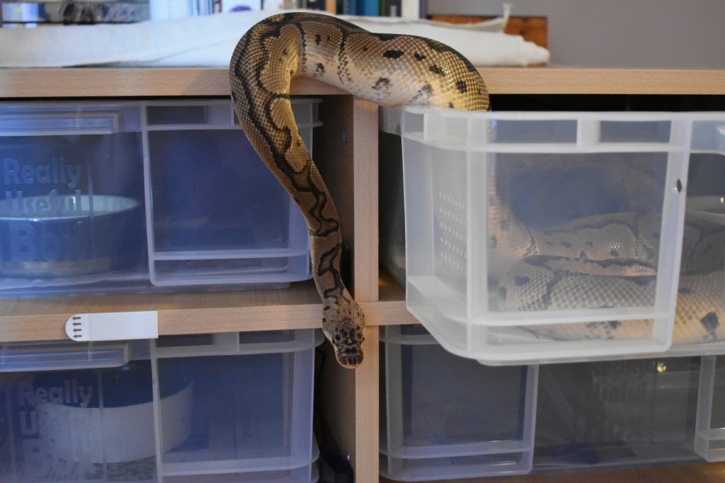 how to find an escaped ball python