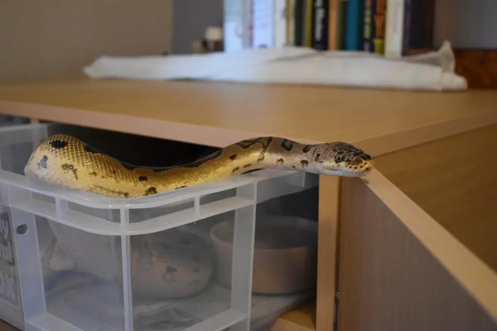 how to find an escaped ball python