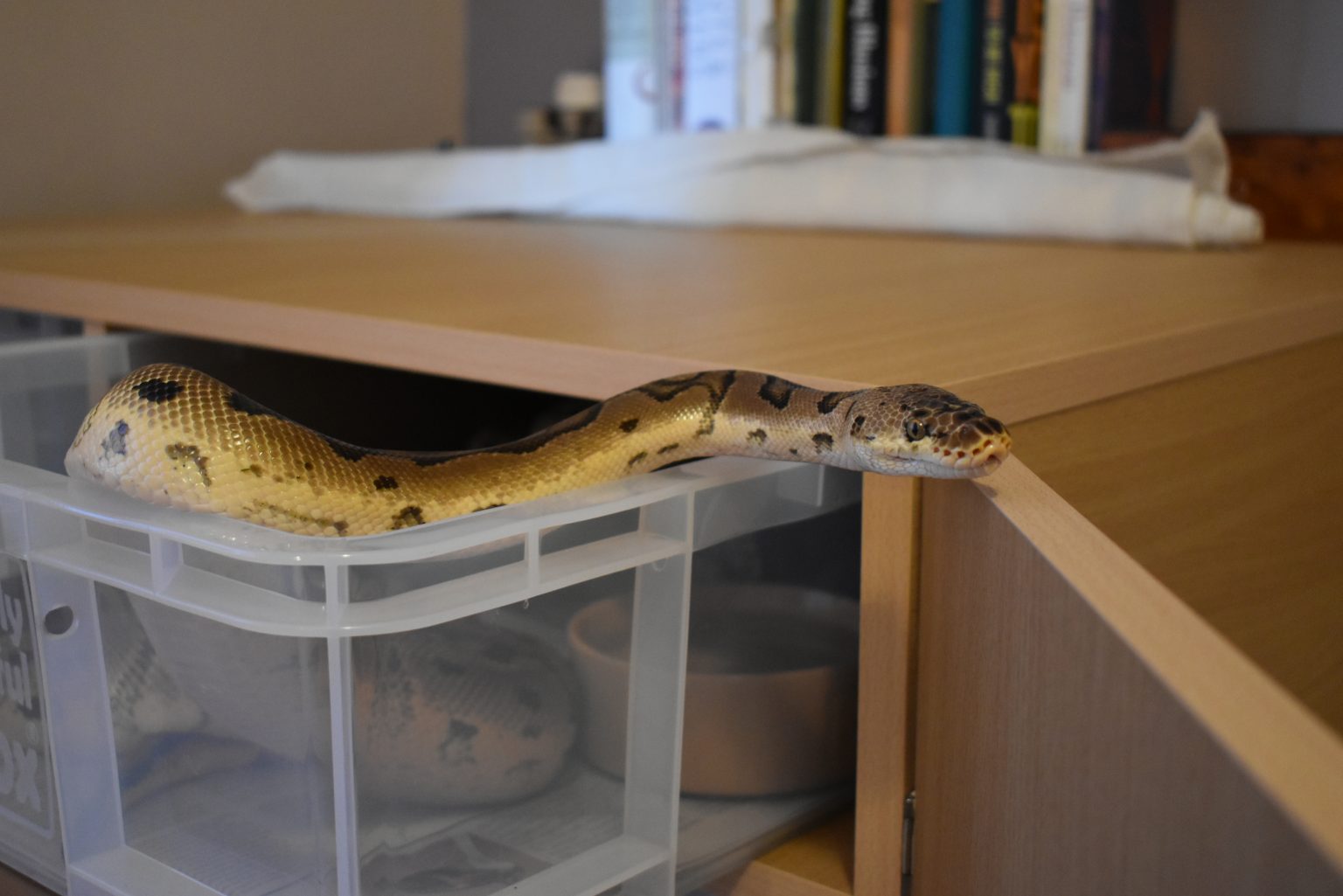 BALL PYTHON BREEDER UK | Ball Python And Other Reptile Care For ...