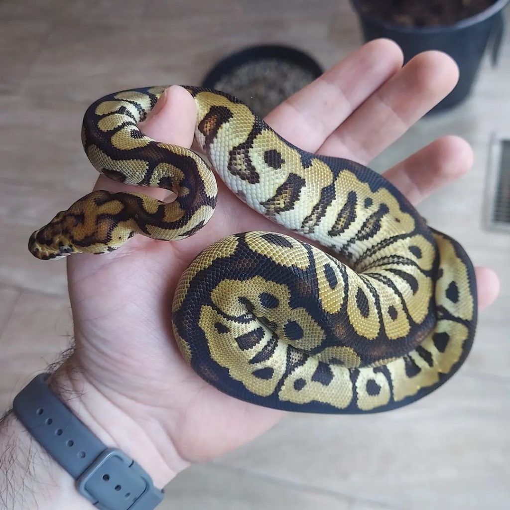 Spotnose Clown Ball Python Morph Guide