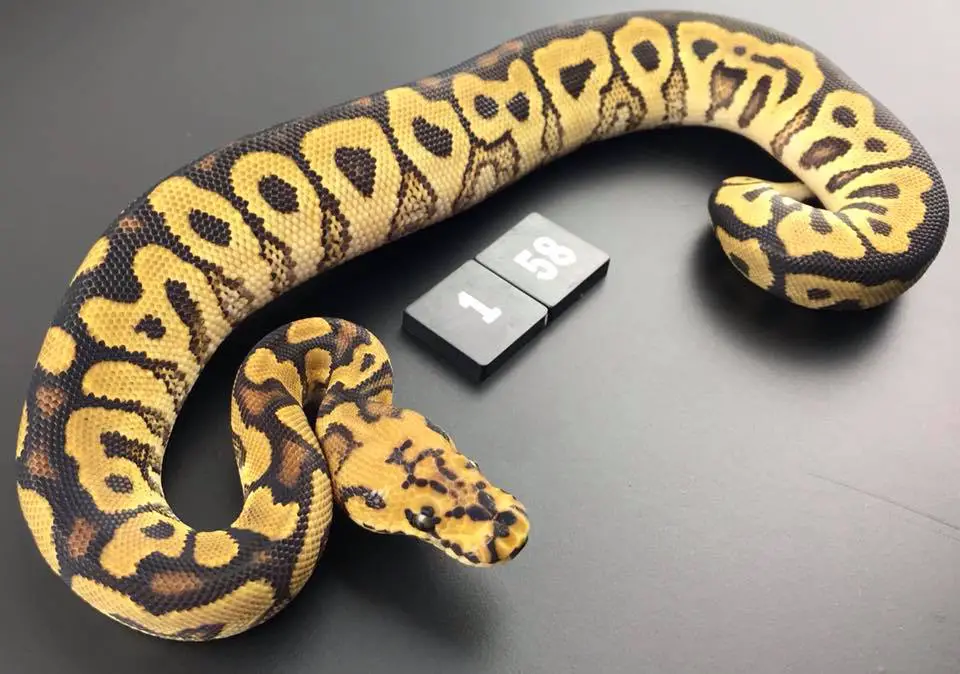 Spotnose Clown Ball Python Morph Guide