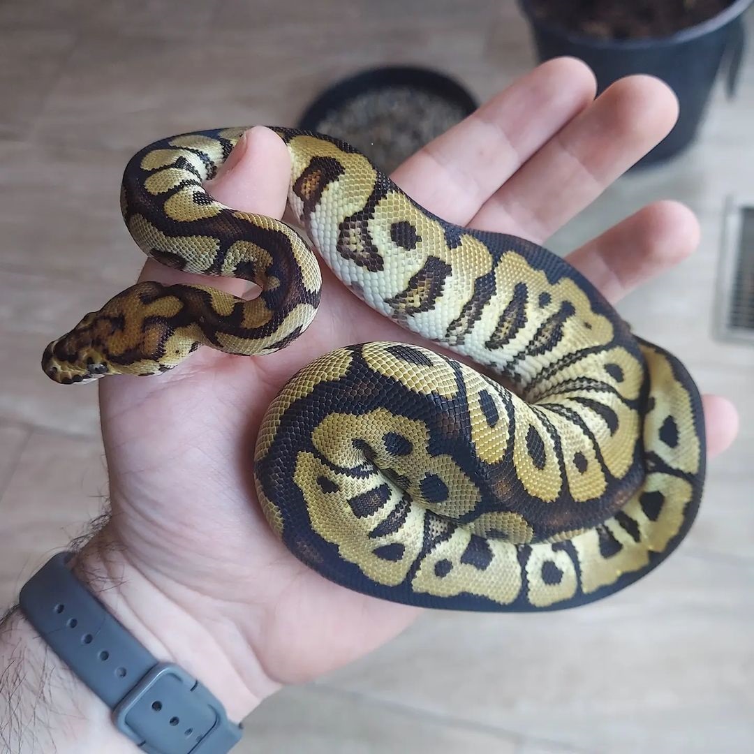 Spotnose Clown Ball Python Morph Guide and Breeding Tips – BALL PYTHON ...