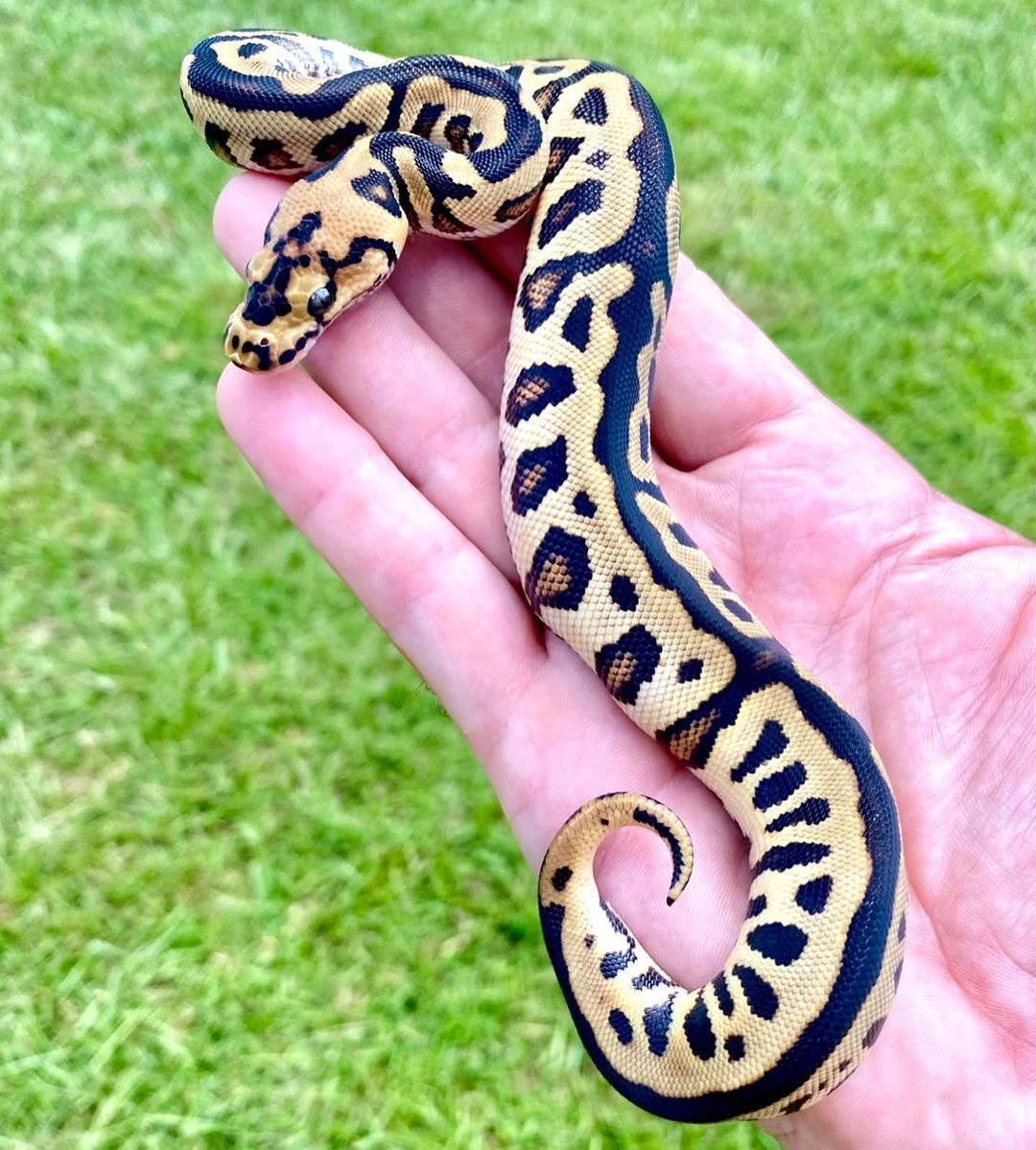 Spotnose Clown Ball Python Morph Guide