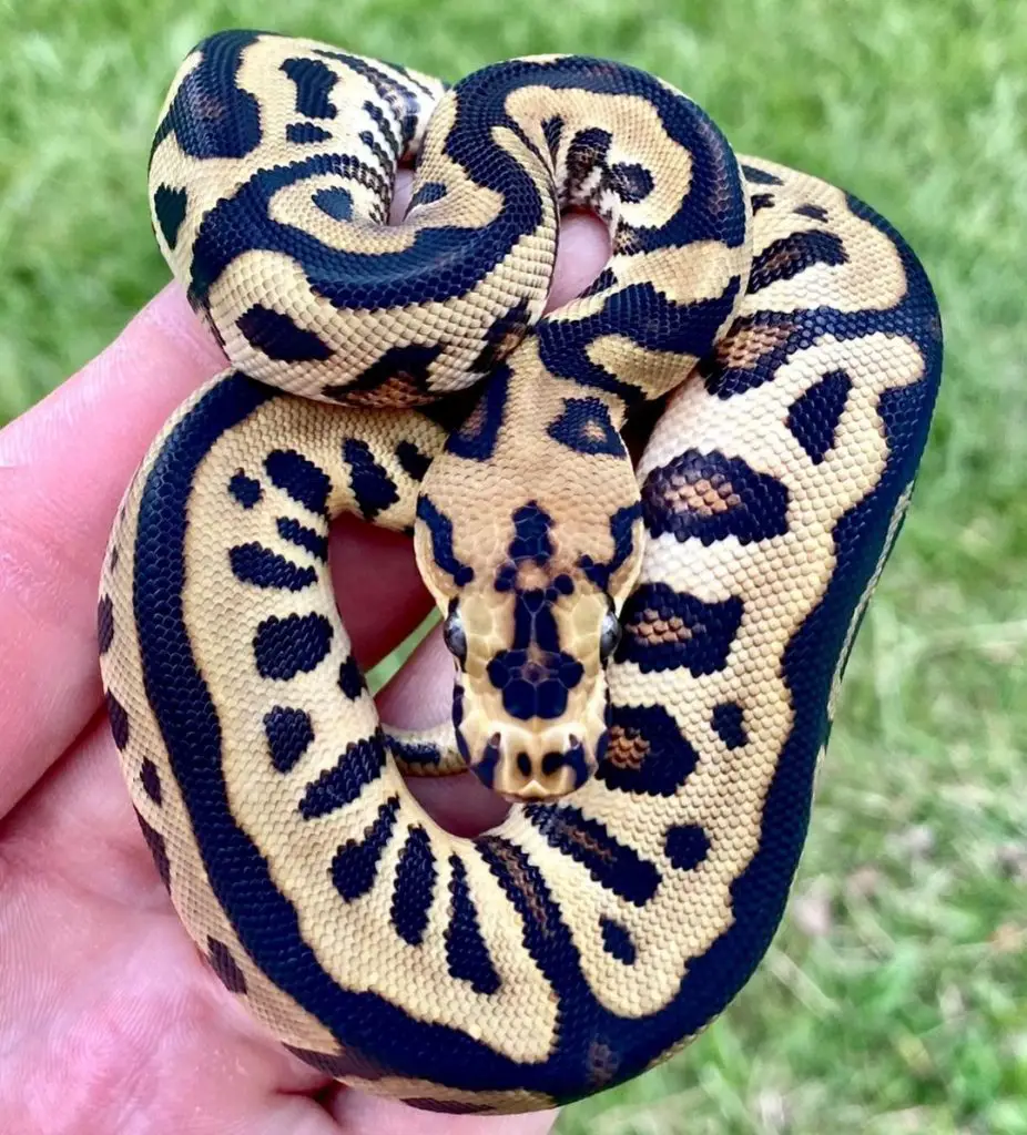 Spotnose Clown Ball Python Morph Guide