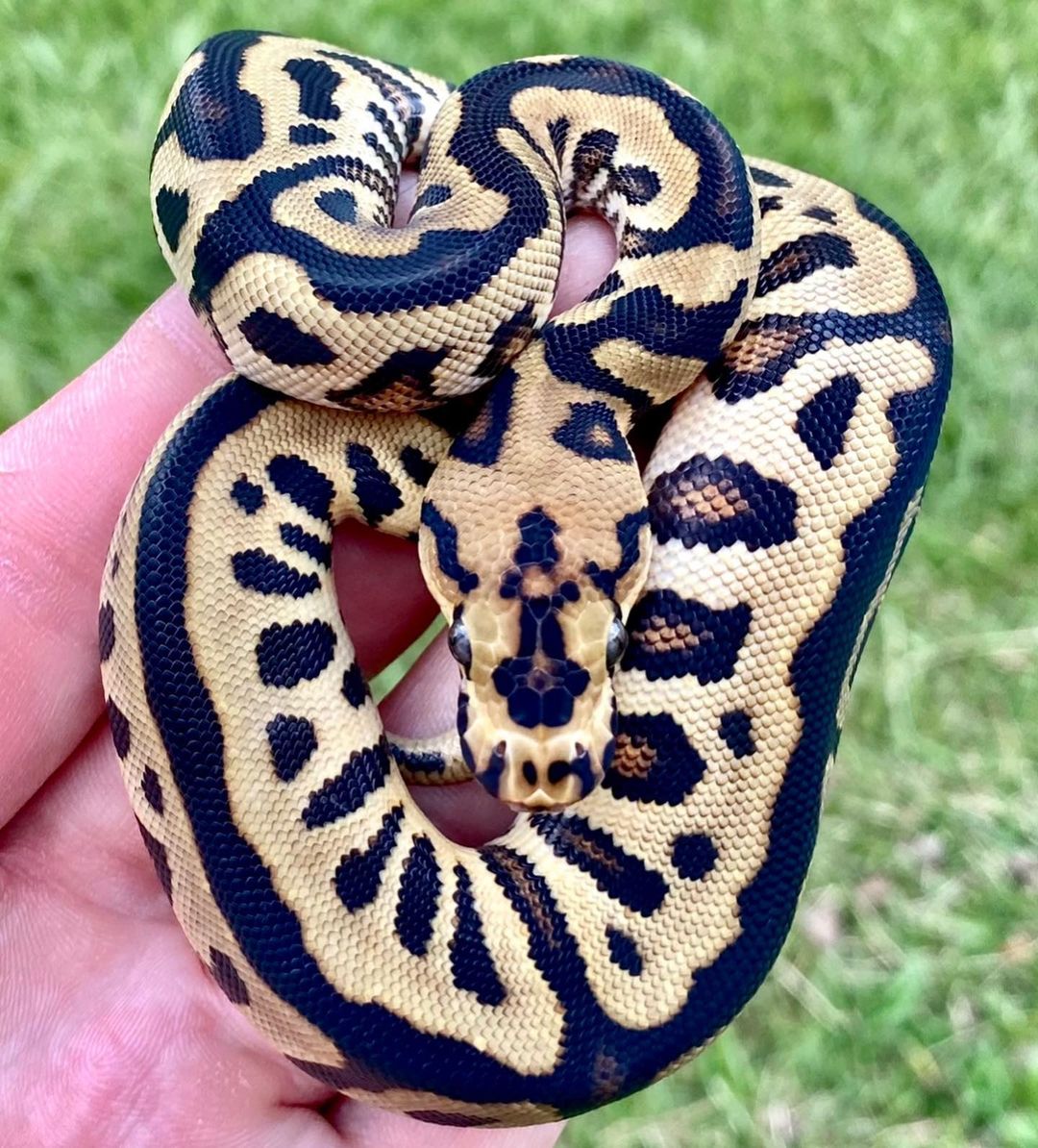 How big do Ball Pythons get? – BALL PYTHON BREEDER UK